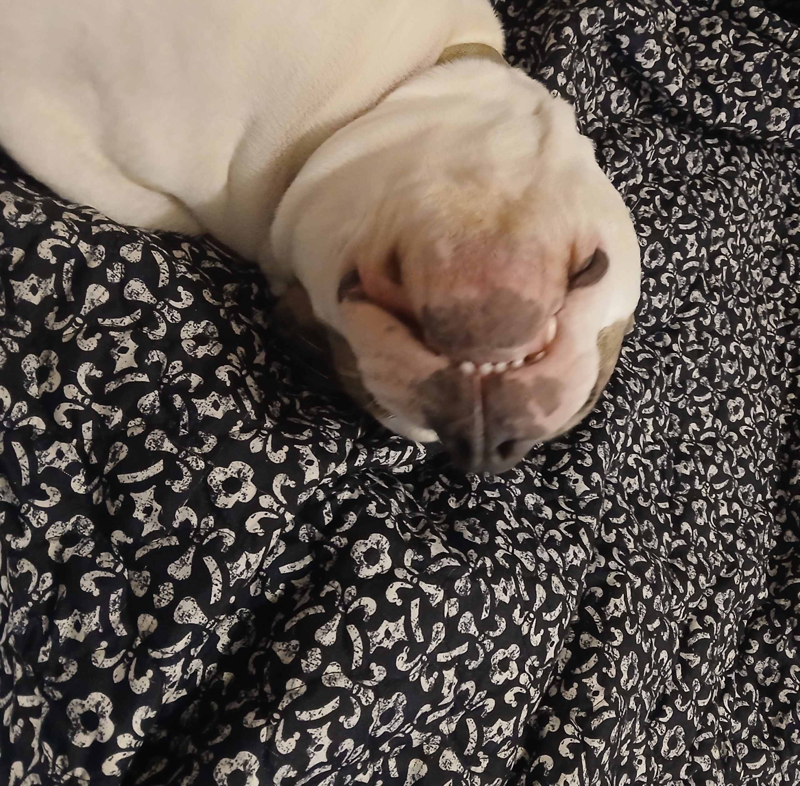 Pixie Napping