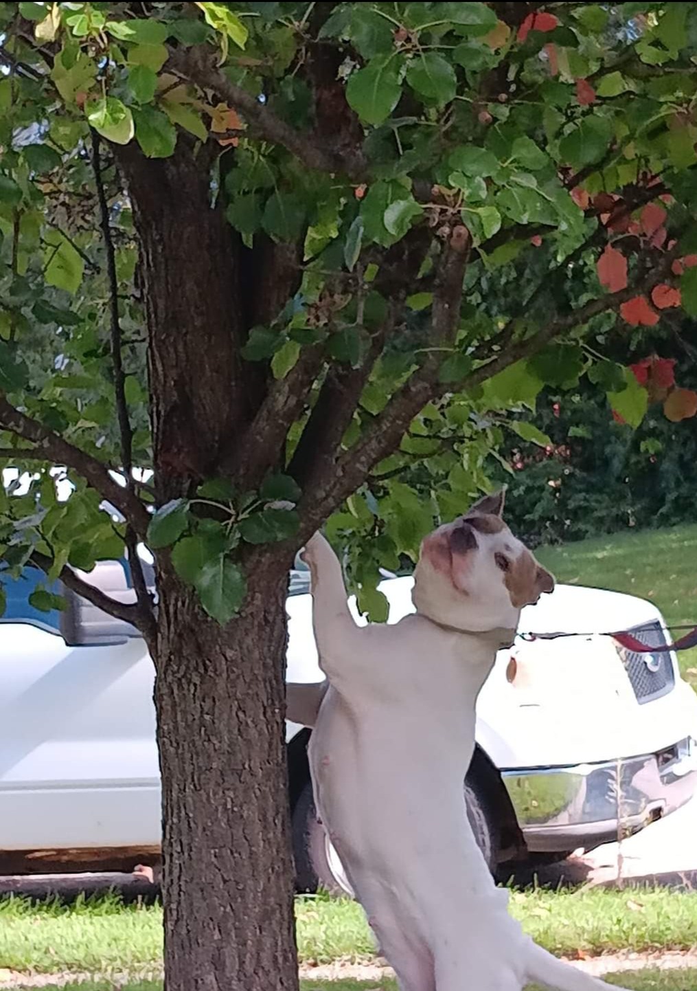 Pixie Squirrel Hunting (1)