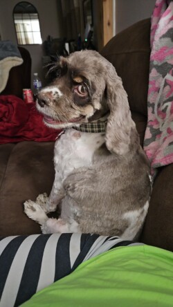 Ck4KTFNuYXBjaGF0LzEzLjI2LjAuNDMgKFNNLVM5MTZVOyBBbmRyb2lkIDE0I1M5MTZVU1FTNUNYTDcjMzQ7IGd6aXApIFYvTVVTSFJPT00=