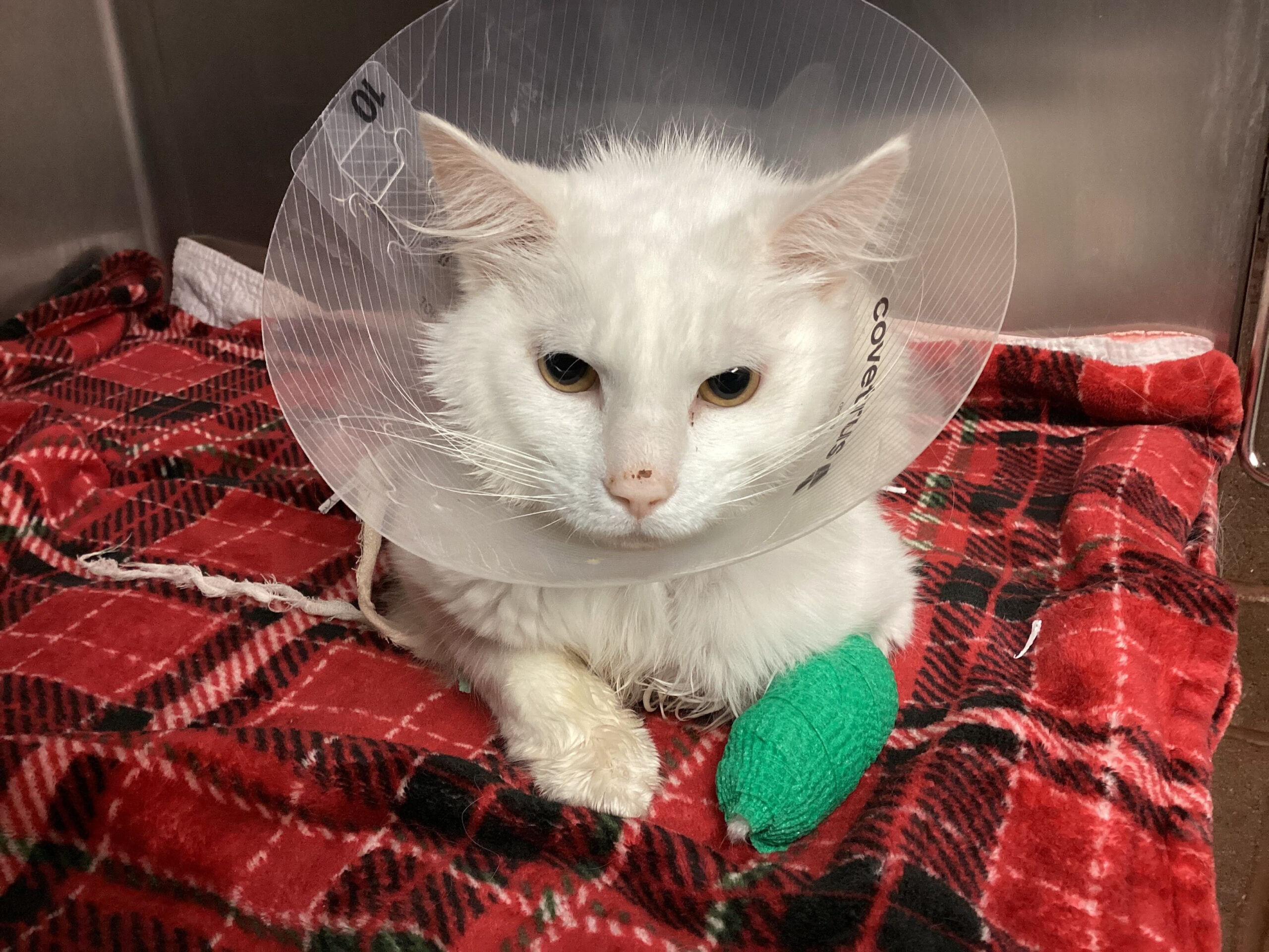 jeff, CAT cone, bandages, great puny copy