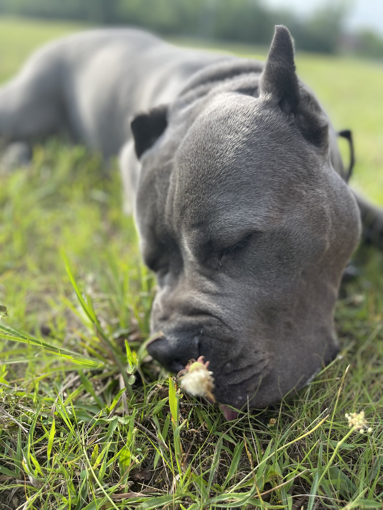 nugget-sniffing-flower-copy