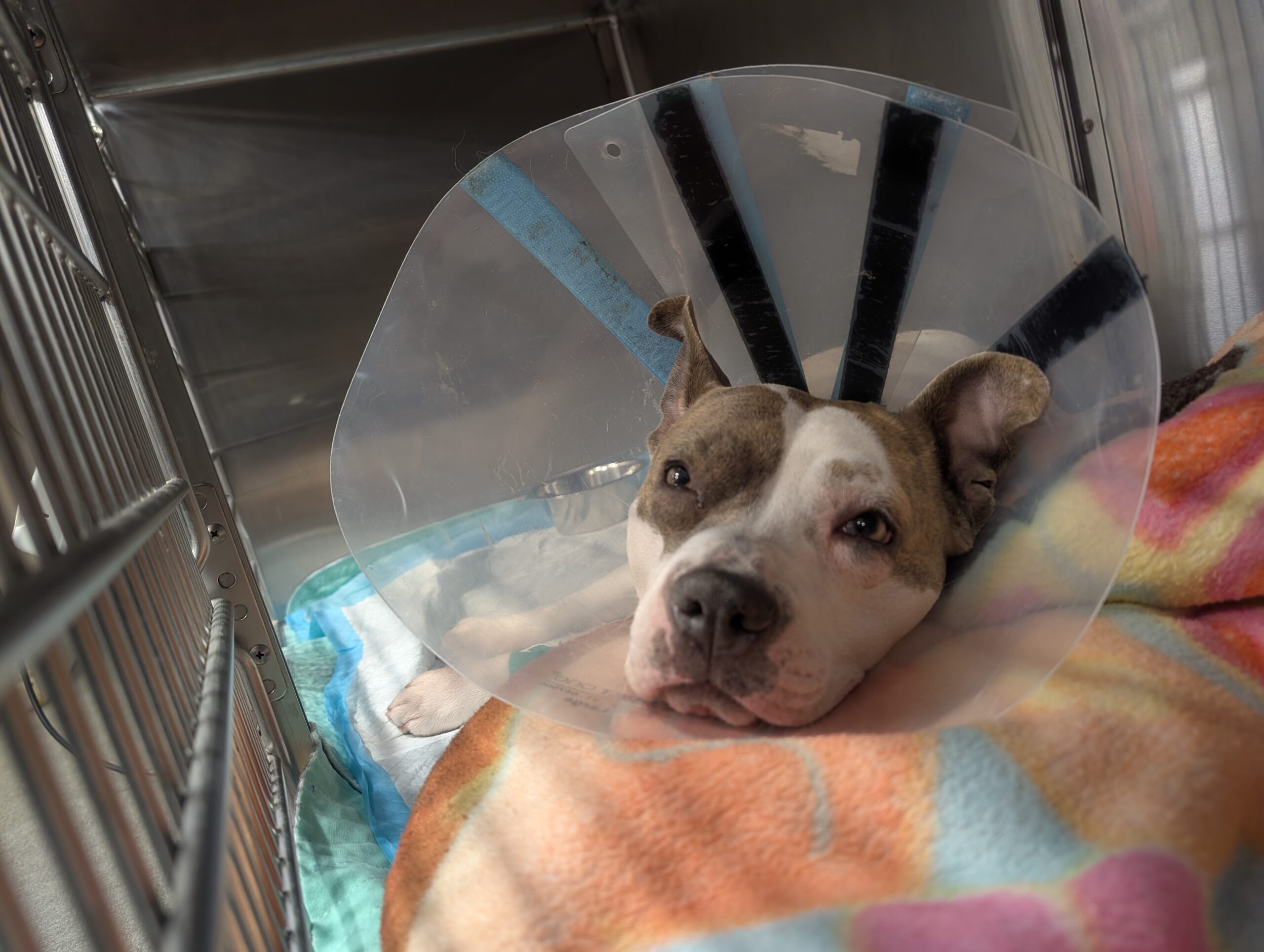 pixie, cone