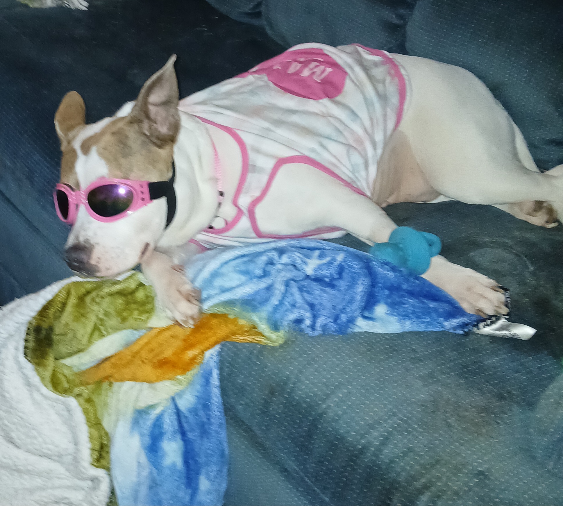 pixie in goggles