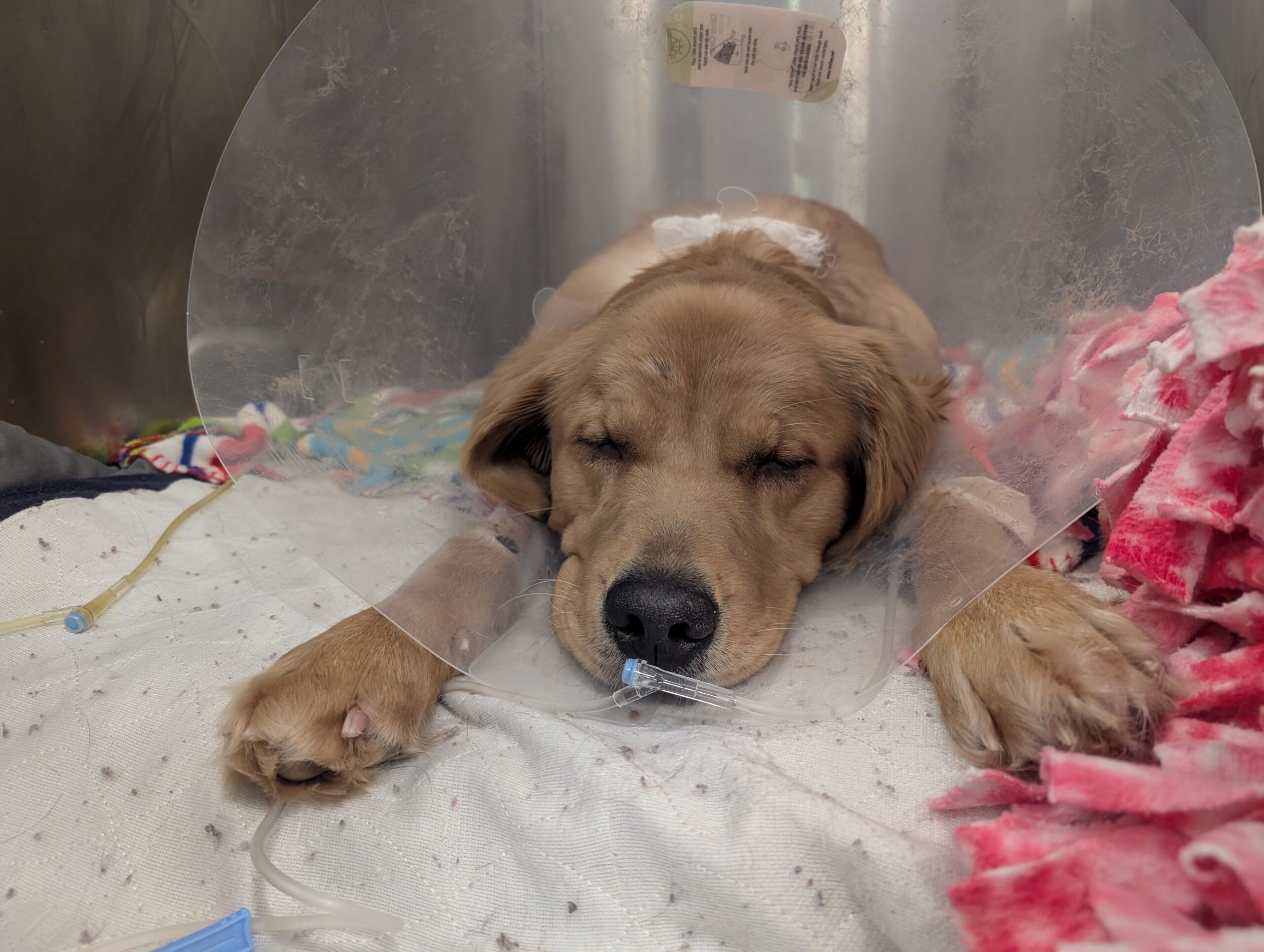 willow m, cone,iv,sacked out copy